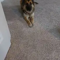 A customer's dog sitting on carpet after pet damage was repaired
